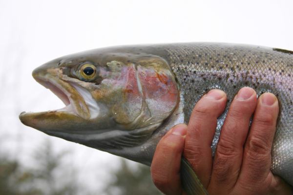Lower Colorado River Fly Fishing Report Near Grand Junction